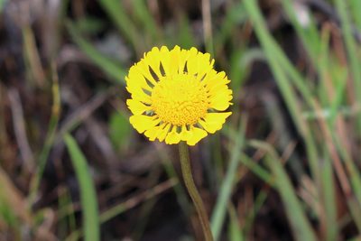 Helenium vernale, photographed by Lauren McLaurin