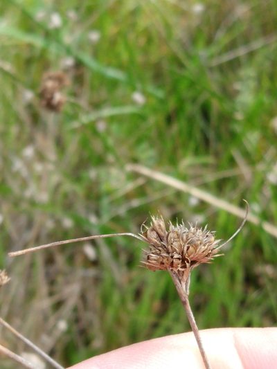 Juncus occidentalis, photographed by rockybajada