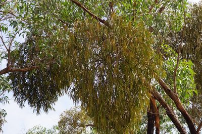 Amyema pendula, photographed by Rod Lowther