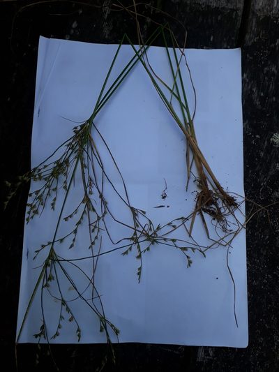 Juncus anthelatus, photographed by Leon Perrie