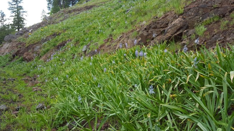 Camassia cusickii, photographed by Michelle Sevcovas