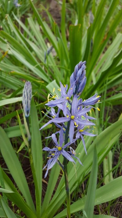 Camassia cusickii, photographed by Michelle Sevcovas