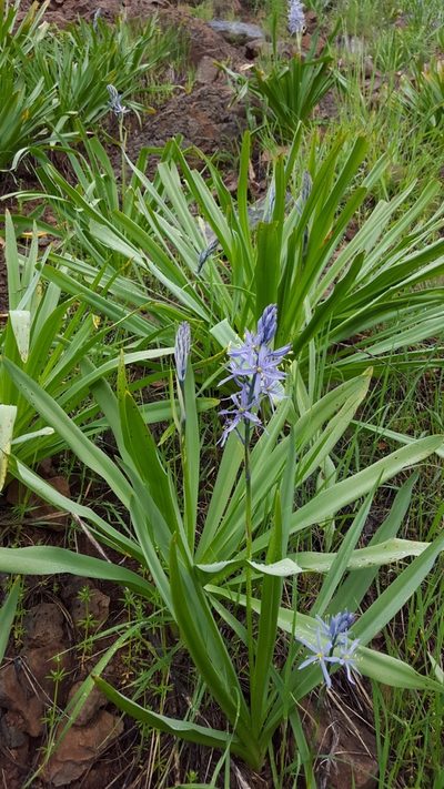 Camassia cusickii, photographed by Michelle Sevcovas