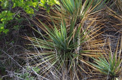 Yucca reverchonii, photographed by Eric Knight