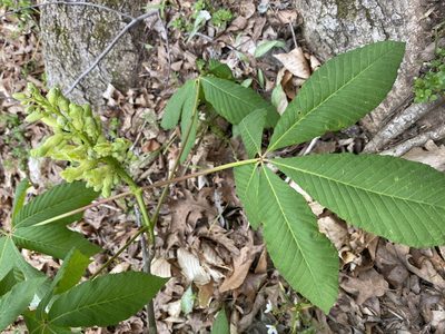Aesculus sylvatica, photographed by Alan Weakley