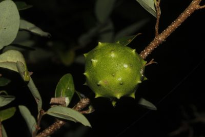 Annona globiflora, photographed by Juan Cruzado Cortés