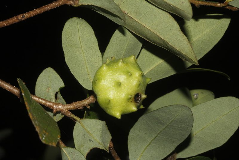 Annona globiflora, photographed by Juan Cruzado Cortés
