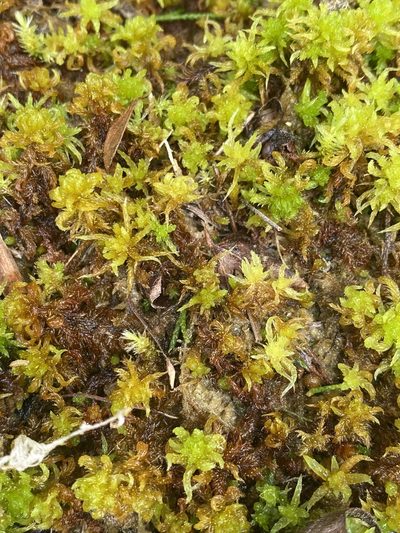 Sphagnum lescurii, photographed by Alan Weakley