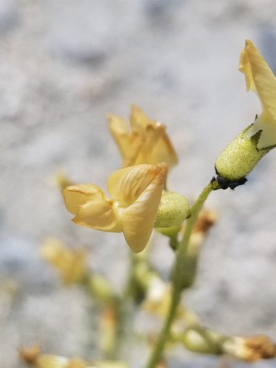 Astragalus tricarinatus, photographed by Rod