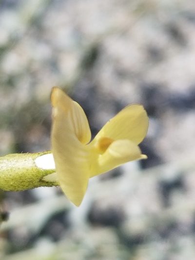 Astragalus tricarinatus, photographed by Rod