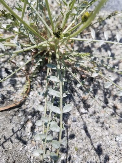 Astragalus tricarinatus, photographed by Rod
