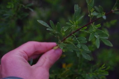 Fraxinus greggii, photographed by Eric Knight