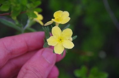 Lithospermum mirabile, photographed by Eric Knight