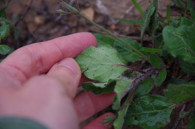 Ruellia corzoi, photographed by Eric Knight