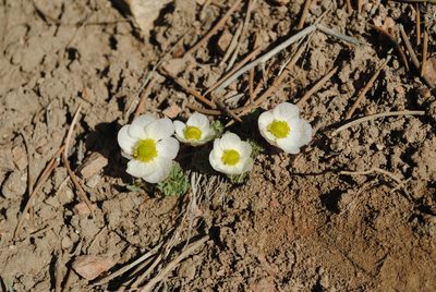Ranunculus andersonii, photographed by Kevin Keegan