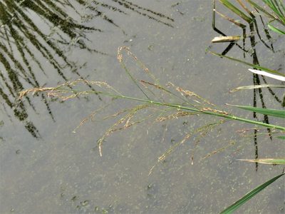 Zizaniopsis miliacea, photographed by Annika Lindqvist
