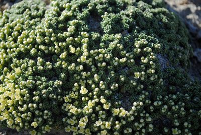 Lepidium nanum, photographed by Kevin Keegan