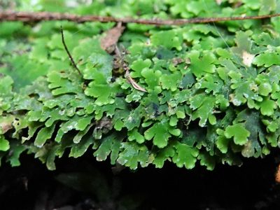 Riccardia colensoi, photographed by Jacqui Geux
