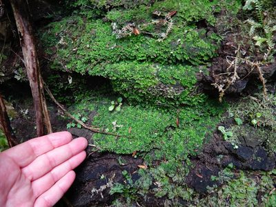 Riccardia colensoi, photographed by Jacqui Geux