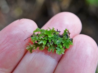 Riccardia colensoi, photographed by Jacqui Geux