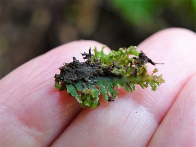 Riccardia colensoi, photographed by Jacqui Geux