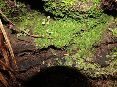 Riccardia colensoi, photographed by Jacqui Geux