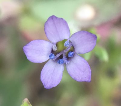 Gilia clivorum, photographed by Barbara Banfield