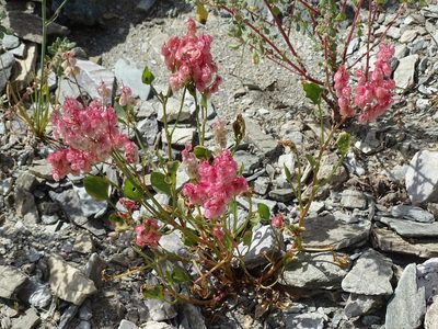 Rumex vesicarius, photographed by Jacky Judas