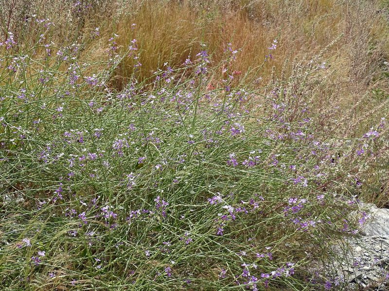 Physorhynchus chamaerapistrum, photographed by Jacky Judas
