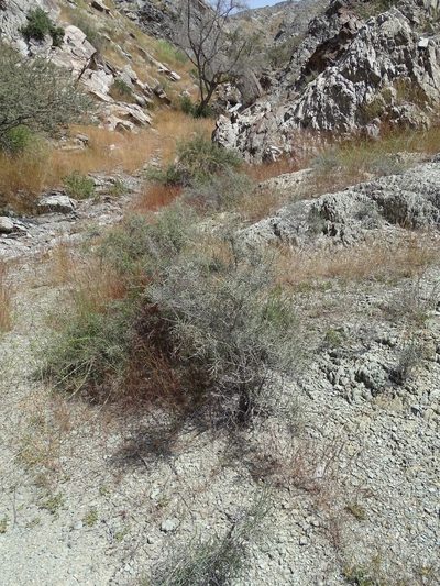Haloxylon salicornicum, photographed by Jacky Judas