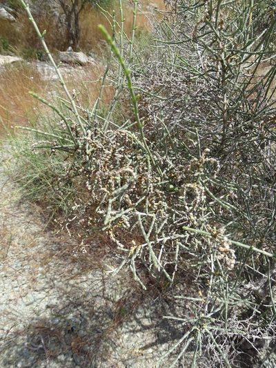 Haloxylon salicornicum, photographed by Jacky Judas