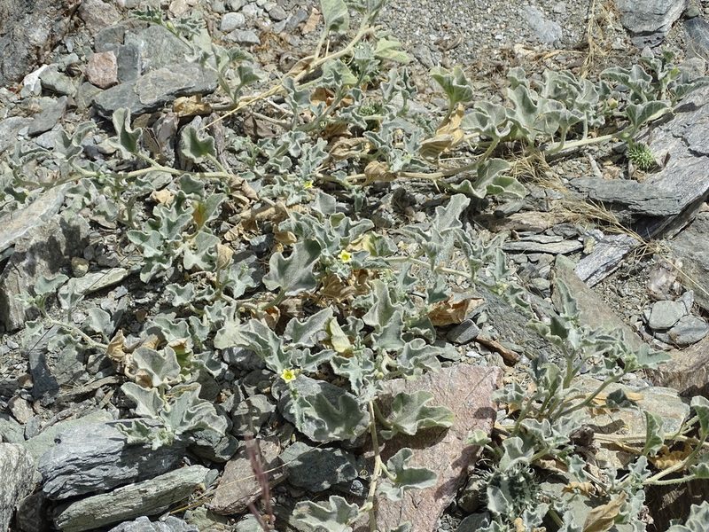 Cucumis prophetarum, photographed by Jacky Judas