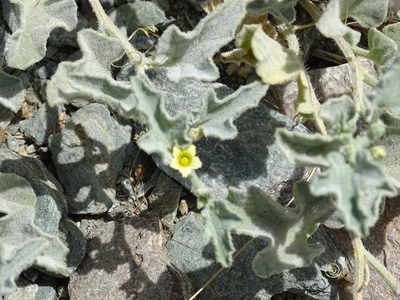 Cucumis prophetarum, photographed by Jacky Judas