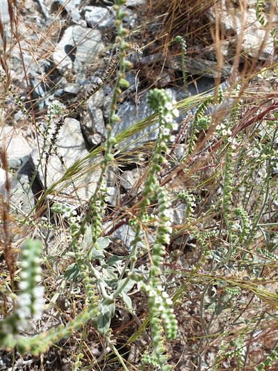 Heliotropium calcareum, photographed by Jacky Judas
