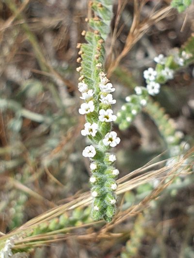 Heliotropium calcareum, photographed by Jacky Judas