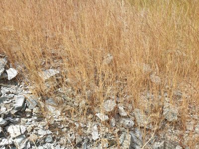 Aristida adscensionis, photographed by Jacky Judas