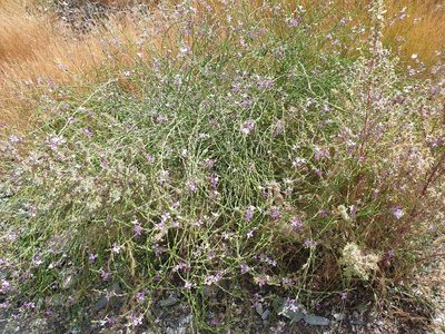 Physorhynchus chamaerapistrum, photographed by Jacky Judas