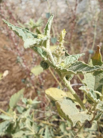 Chrozophora oblongifolia, photographed by Jacky Judas