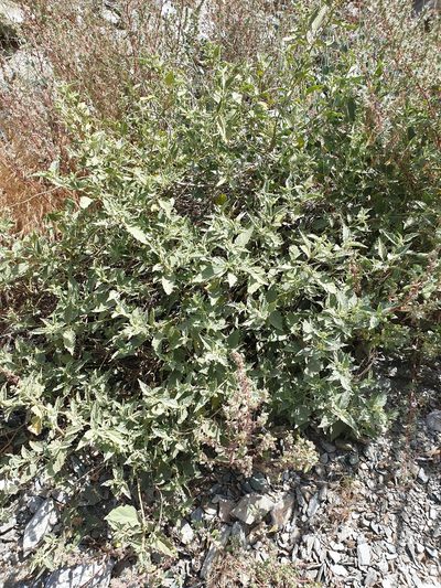 Chrozophora oblongifolia, photographed by Jacky Judas