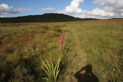 Watsonia pulchra, photographed by Tony Rebelo