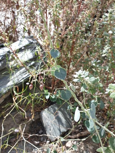 Pergularia tomentosa, photographed by Jacky Judas