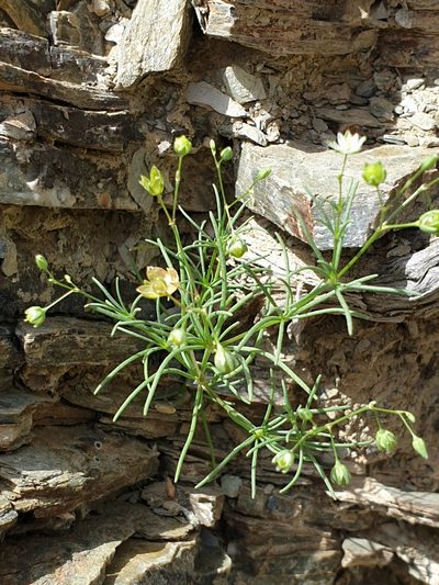 Spergularia flaccida, photographed by Jacky Judas