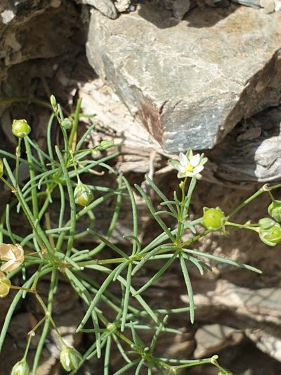 Spergularia flaccida, photographed by Jacky Judas