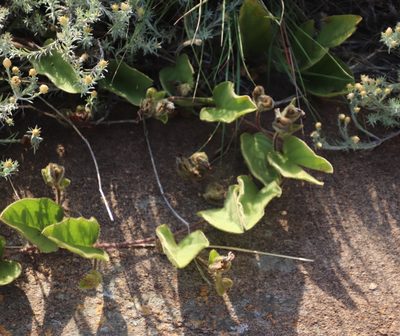 Ipomoea oblongata, photographed by Tony Rebelo