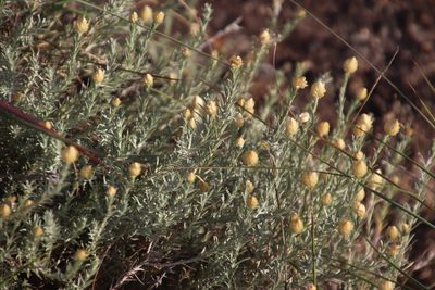 Helichrysum reflexum, photographed by Tony Rebelo