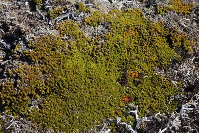 Dracophyllum muscoides, photographed by John Barkla