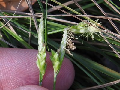 Carex planostachys, photographed by Sam Kieschnick