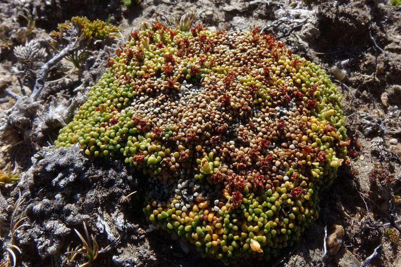 Phyllachne rubra, photographed by John Barkla
