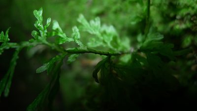 Hymenophyllum pulcherrimum, photographed by Sarah Richardson