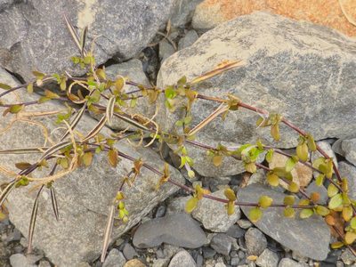 Epilobium microphyllum, photographed by Mike Bowie